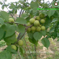 Top Grade Bulk Packing Chinese Walnut Kernels Quarters